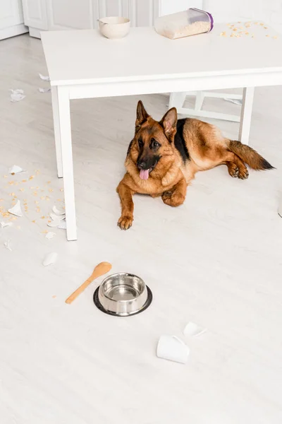 Niedlicher Schäferhund liegt unter Tisch auf dem Boden und schaut in unordentlicher Küche weg — Stockfoto