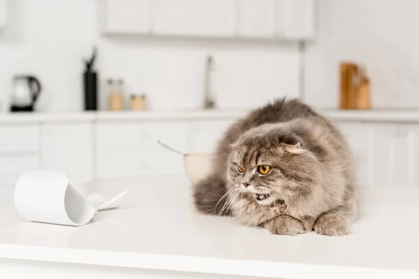 Enfoque selectivo de gato lindo y gris acostado en la superficie blanca y silbido - foto de stock