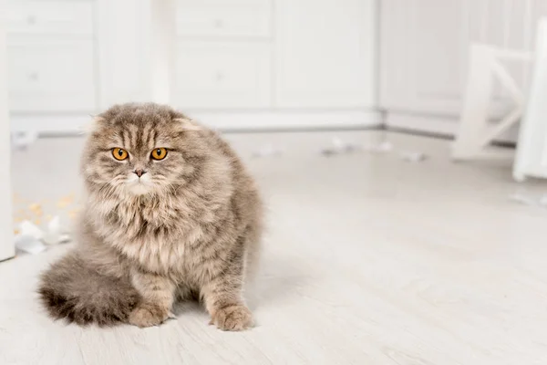 Enfoque selectivo de gato lindo y gris sentado en el suelo en la cocina desordenada - foto de stock