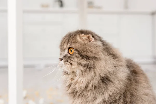 Vista lateral de gato lindo y gris mirando hacia otro lado en apartamento - foto de stock