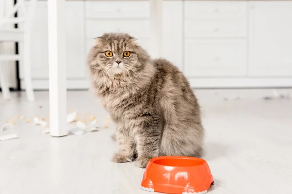 Niedliche und graue Katze steht mit Plastikschale in unordentlicher Küche auf dem Boden — Stockfoto