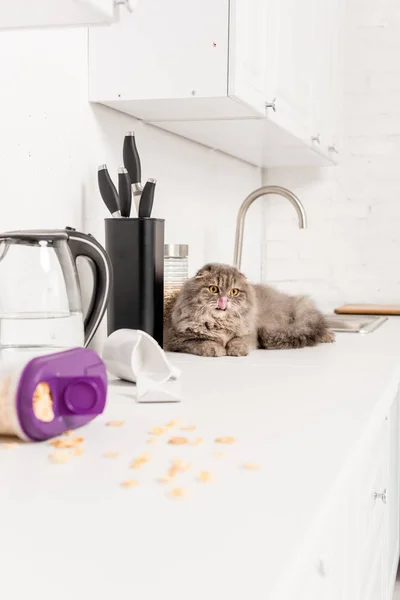 Messa a fuoco selettiva di gatto carino e grigio sdraiato sulla superficie bianca in cucina disordinata — Foto stock