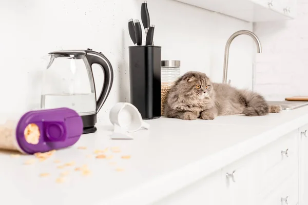 Messa a fuoco selettiva di gatto carino e grigio sdraiato sulla superficie bianca in cucina disordinata — Foto stock