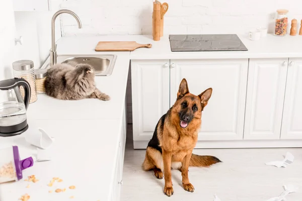 Cute and grey cat lying on white surface and German Shepherd sitting on floor in messy kitchen — Stock Photo