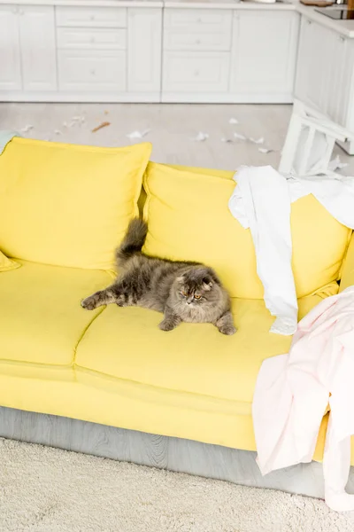 Niedliche und graue Katze liegt auf leuchtend gelbem Sofa in chaotischer Wohnung — Stockfoto