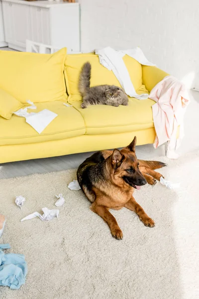 Cute and grey cat lying on yellow sofa and German Shepherd lying on floor in messy apartment — Stock Photo