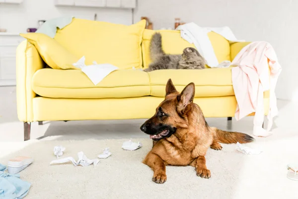 Cute and grey cat lying on yellow sofa and German Shepherd lying on floor in messy apartment — Stock Photo