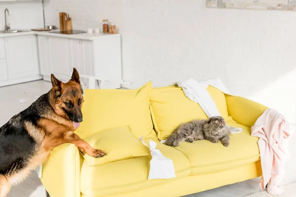 Cute and grey cat and dog lying on yellow sofa in messy apartment — Stock Photo