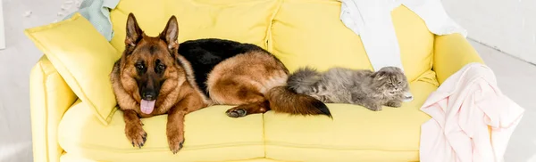 Plano panorámico de gato y perro lindo y gris acostado en sofá amarillo en apartamento desordenado - foto de stock