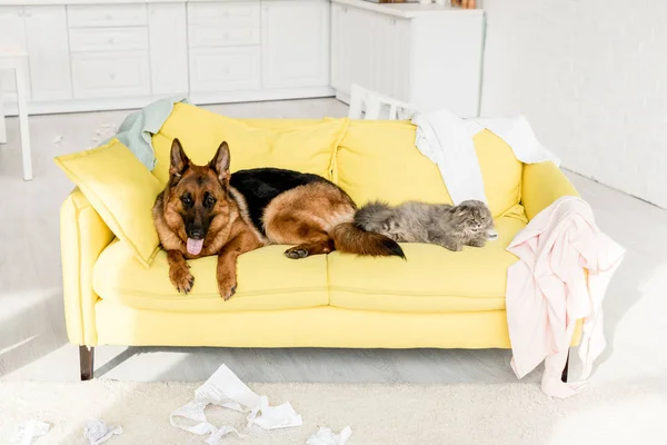 Lindo y gris gato y perro acostado en amarillo sofá en desordenado apartamento - foto de stock