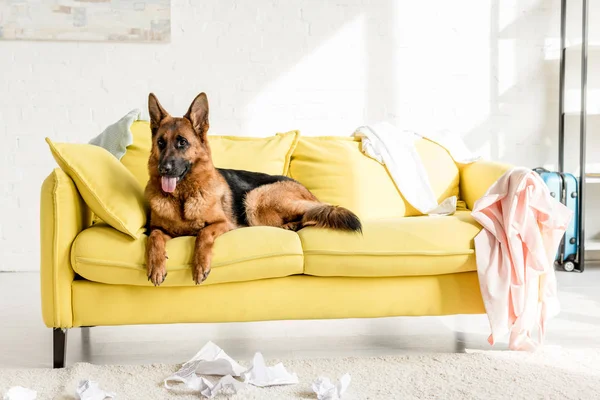Netter Schäferhund liegt auf leuchtend gelbem Sofa in schmuddeliger Wohnung — Stockfoto