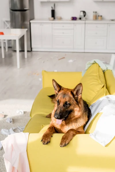 Милая немецкая овчарка лежит на ярко-желтом диване в грязной квартире — стоковое фото