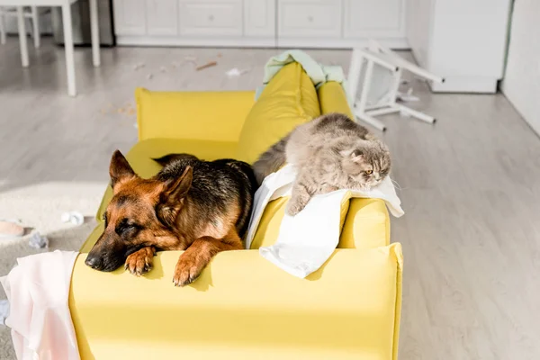 Lindo pastor alemán y gris gato acostado en brillante sofá amarillo en desordenado apartamento - foto de stock