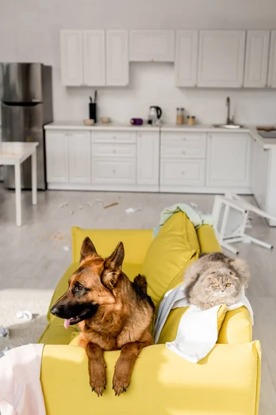 Lindo pastor alemán y gris gato acostado en brillante sofá amarillo en desordenado apartamento - foto de stock