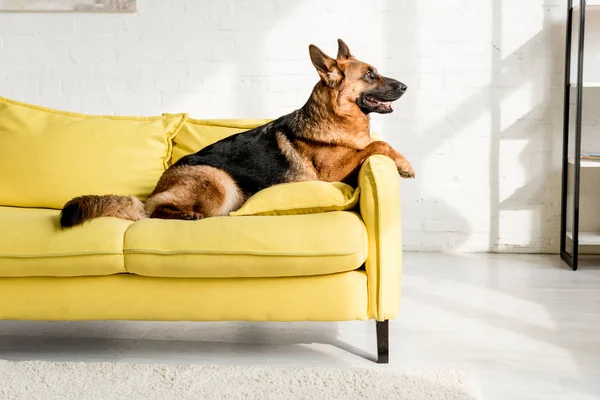 Вид сбоку симпатичного немецкого Шеффилда, лежащего на ярко-желтом диване в квартире — стоковое фото