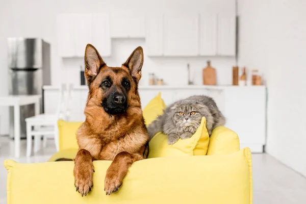 Милая немецкая овчарка и серая кошка лежат на ярко-желтом диване в квартире — стоковое фото