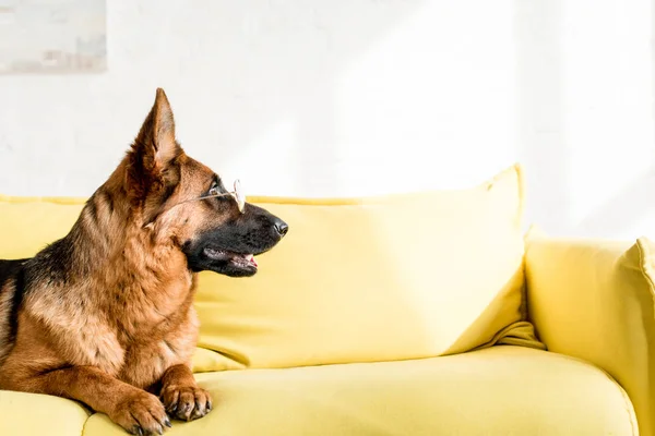 Side view of cute German Shepherd in glasses lying on bright yellow couch in apartment — Stock Photo