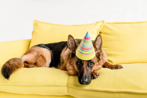 Niedlicher Schäferhund mit Partymütze liegt auf leuchtend gelbem Sofa in Wohnung — Stockfoto