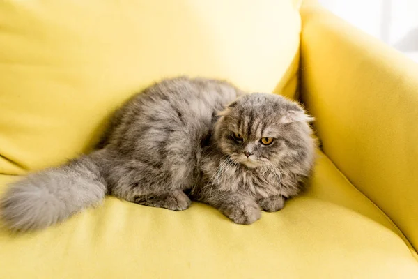 Gato bonito e cinza deitado no sofá amarelo brilhante no apartamento — Fotografia de Stock