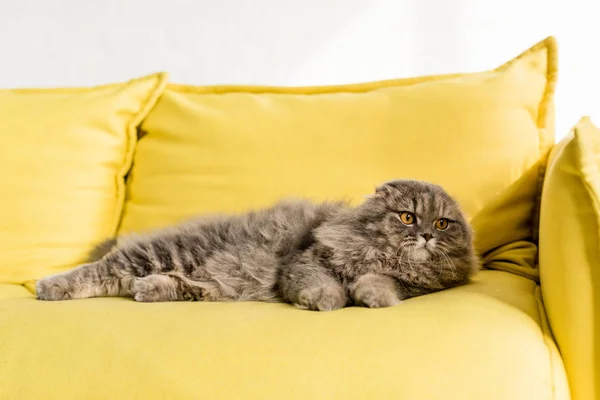 Niedliche graue Katze liegt auf leuchtend gelbem Sofa und schaut in Wohnung weg — Stockfoto