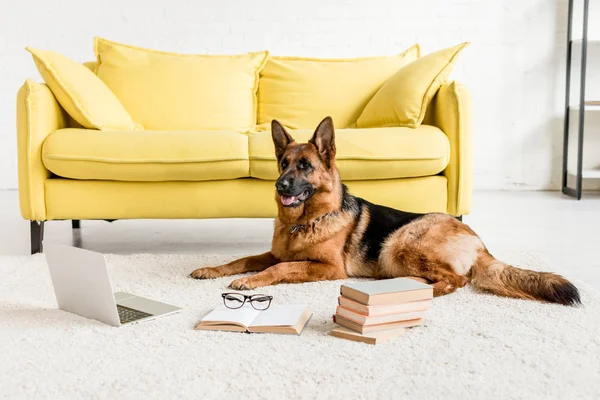 Cute German Shepherd lying on floor with laptop and books in apartment — Stock Photo