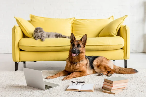 Mignon berger allemand couché sur le sol avec ordinateur portable et livres et chat gris couché sur le canapé — Photo de stock