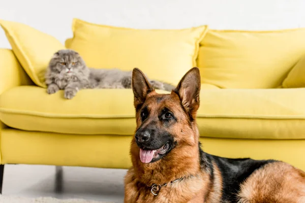 Selective focus of cute German Shepherd and grey cat lying on couch — Stock Photo