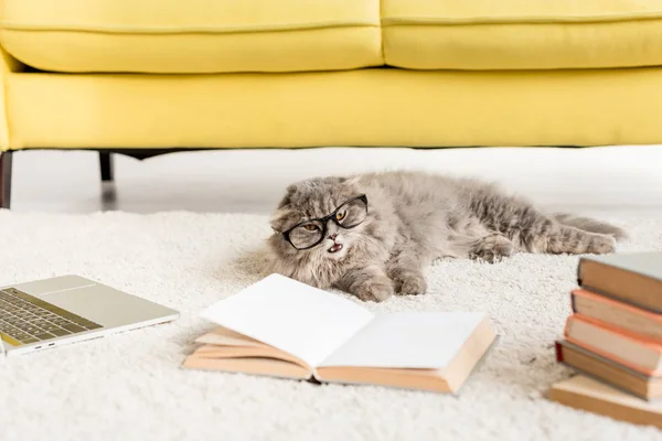 Gato cinza bonito em óculos deitado no chão com laptop e livros — Fotografia de Stock