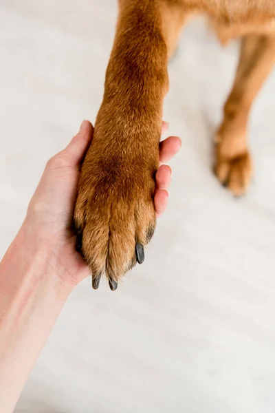Selective focus of adult woman holding dog paw in apartment — Stock Photo