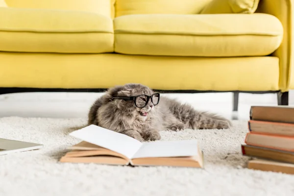 Mignon chat gris dans des lunettes couché sur le sol avec des livres dans l'appartement — Photo de stock