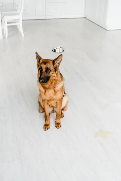 Netter Schäferhund sitzt auf dem Boden und schaut in der Küche weg — Stockfoto