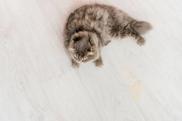 Vista superior do gato cinza bonito deitado no chão branco e de madeira no apartamento — Fotografia de Stock