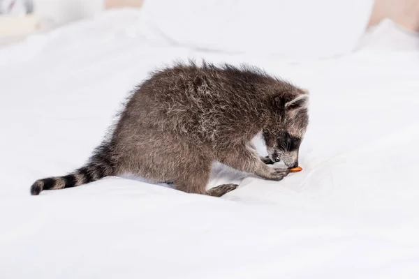 Funny fluffy raccoon eating peanut on white bedding at home — Stock Photo