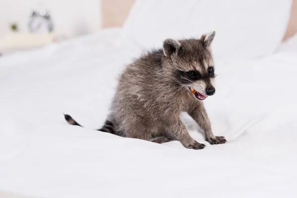 Adorable furry raccoon eating peanut on bed in bedroom — Stock Photo