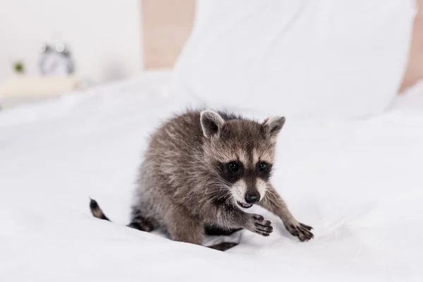 Cute furry raccoon sitting on white bedding in bedroom — Stock Photo