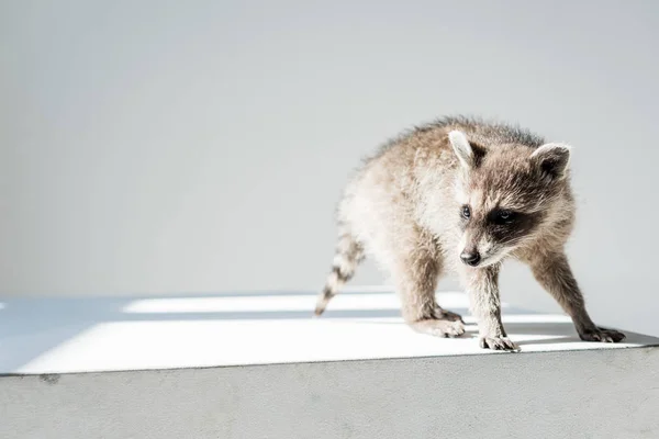 Entzückender pelziger, lustiger Waschbär in der Sonne auf grauem Hintergrund — Stockfoto