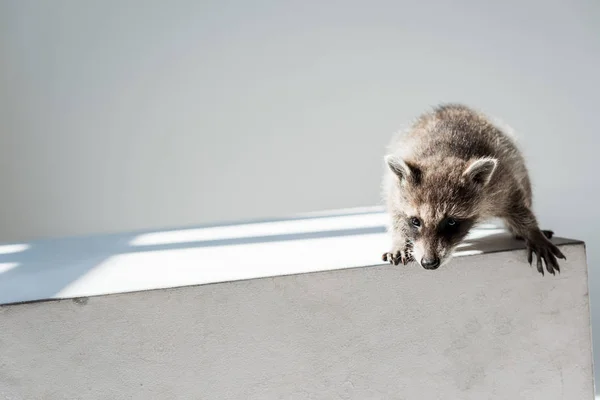 Cute furry raccoon with funny muzzle on grey background — Stock Photo