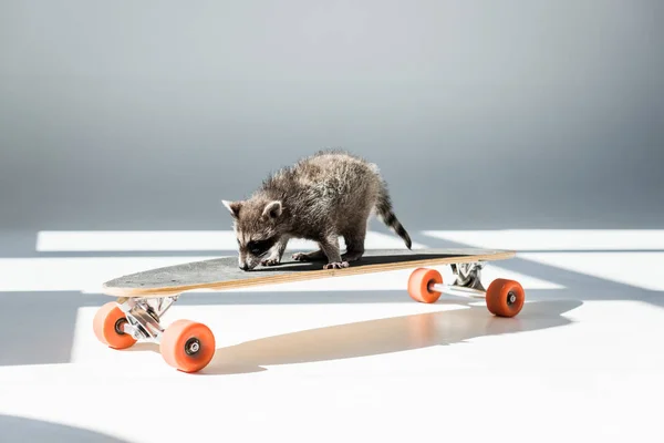 Funny furry raccoon standing on longboard in sunshine in grey — Stock Photo