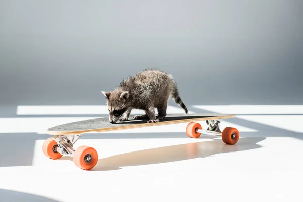 Drôles de raton laveur à fourrure debout sur longboard au soleil en gris — Photo de stock