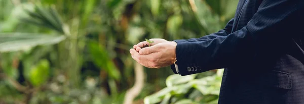 Panoramic shot of businessman in suit holding green sprout and ground in hands in orangery — Stock Photo