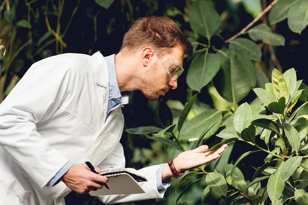 Scientist in white coat and goggles examining plants in green orangery — Stock Photo