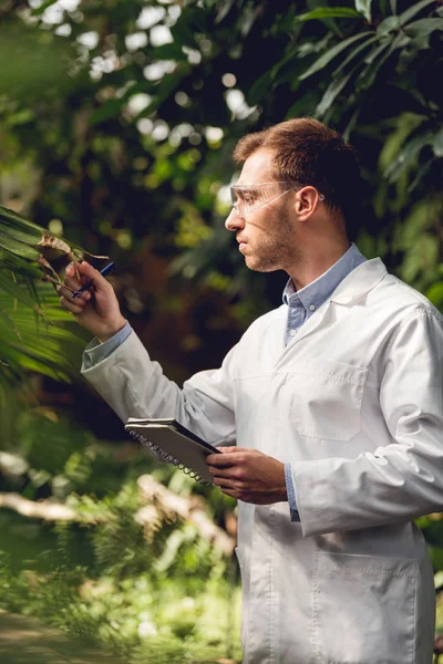 Bello scienziato in cappotto bianco e occhiali esaminando le piante in aranciera verde — Foto stock