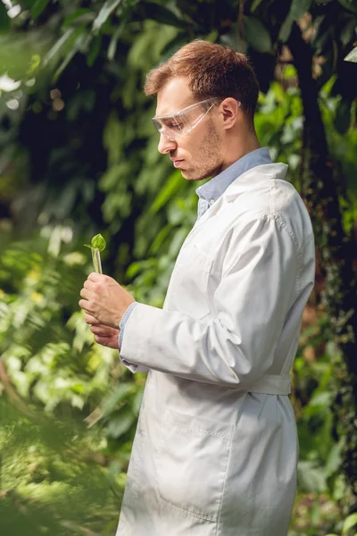 Guapo científico en capa blanca y gafas examinando plantas en naranjería - foto de stock