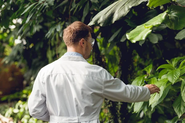 Back view of scientist in white coat and goggles examining plants in orangery — Stock Photo
