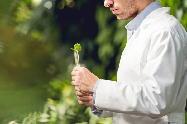 Vista recortada del científico en un matraz blanco con muestra de planta en naranjería - foto de stock