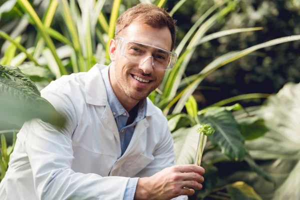 Foco seletivo de cientista bonito sorridente em casaco branco e óculos de proteção, tomando amostra de planta em frasco em laranjaria — Fotografia de Stock