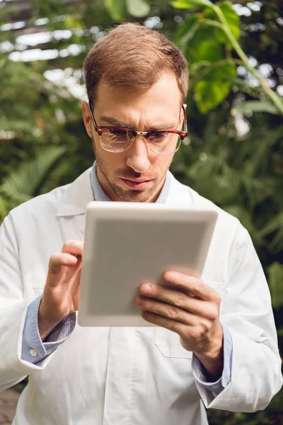 Concentrated handsome scientist in white coat and glasses using digital tablet in orangery — Stock Photo