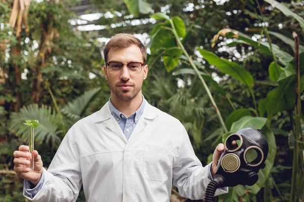 Handsome scientist in white coat and glasses holding rubber gas mask and flask with plant sample in orangery — Stock Photo