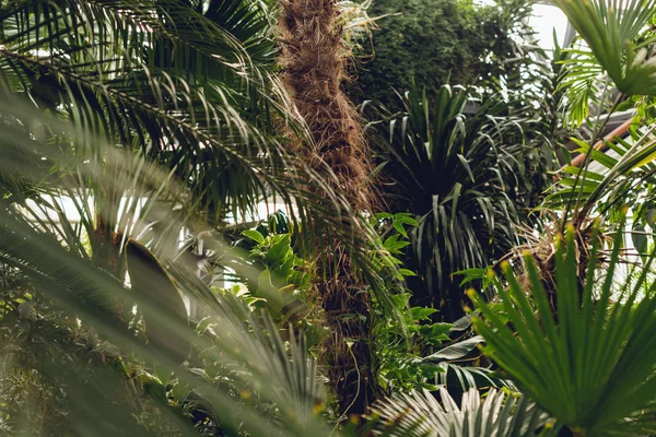 Tronco con textura de palma y hojas verdes en naranjería - foto de stock