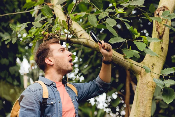 Voyageur choqué avec sac à dos examen arbre avec loupe dans la forêt tropicale — Photo de stock